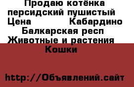 Продаю котёнка персидский пушистый › Цена ­ 6 000 - Кабардино-Балкарская респ. Животные и растения » Кошки   